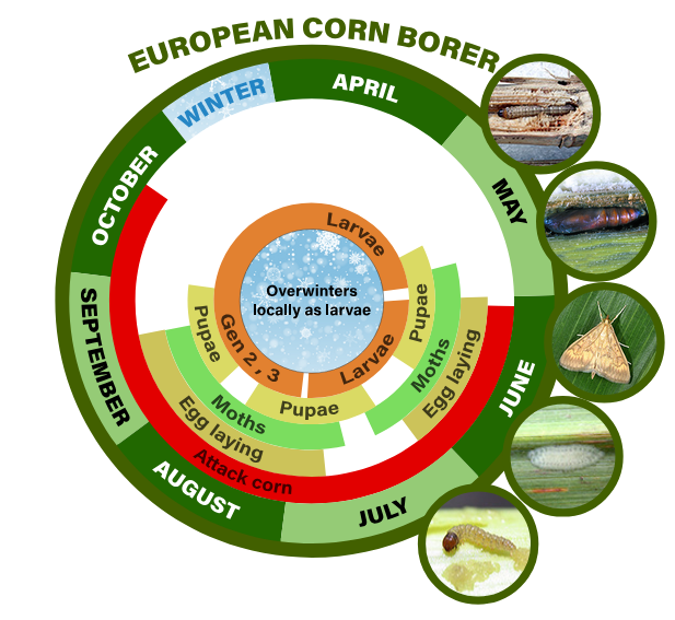 european corn borer life cycle