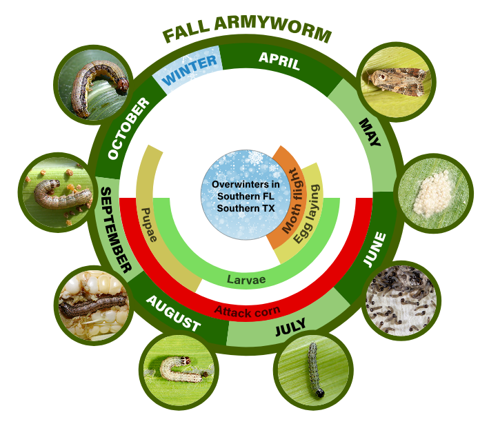 fall armyworm life cycle