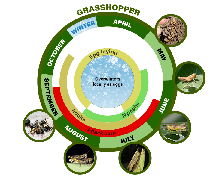 grasshopper
