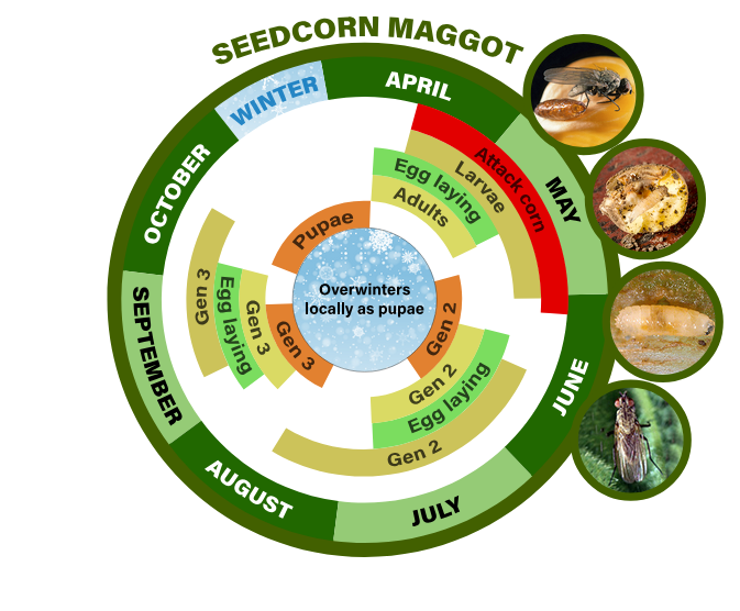 seedcorn maggot life cycle