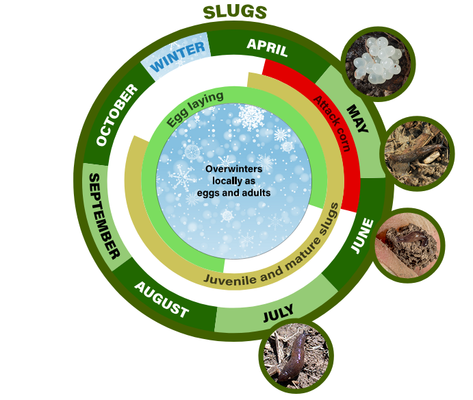 slug life cycle