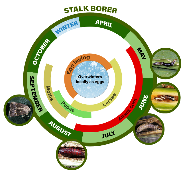 stalk borer life cycle