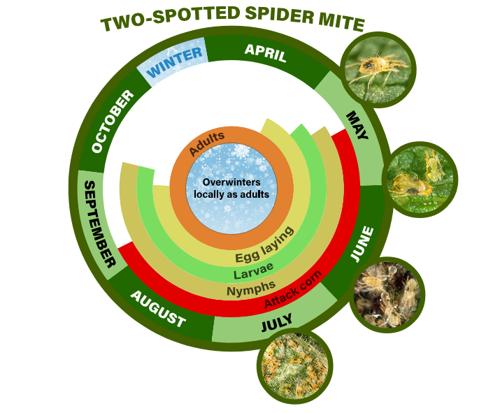 two spotted spider mite life cycle