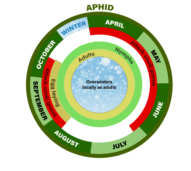 aphid life cycle