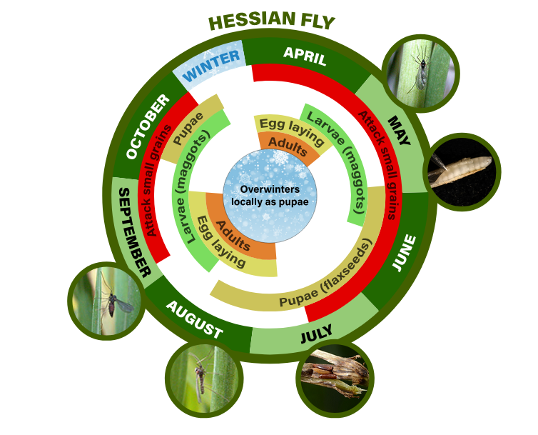 hessian fly life cycle