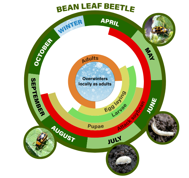 bean leaf beetle life cycle