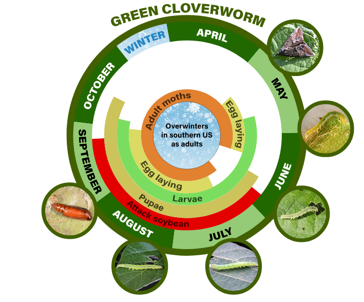 green cloverworm life cycle