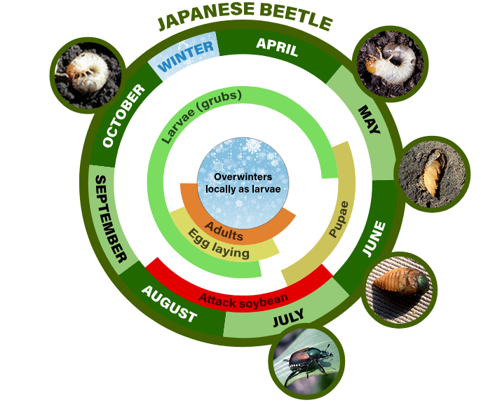 japanese beetle life cycle