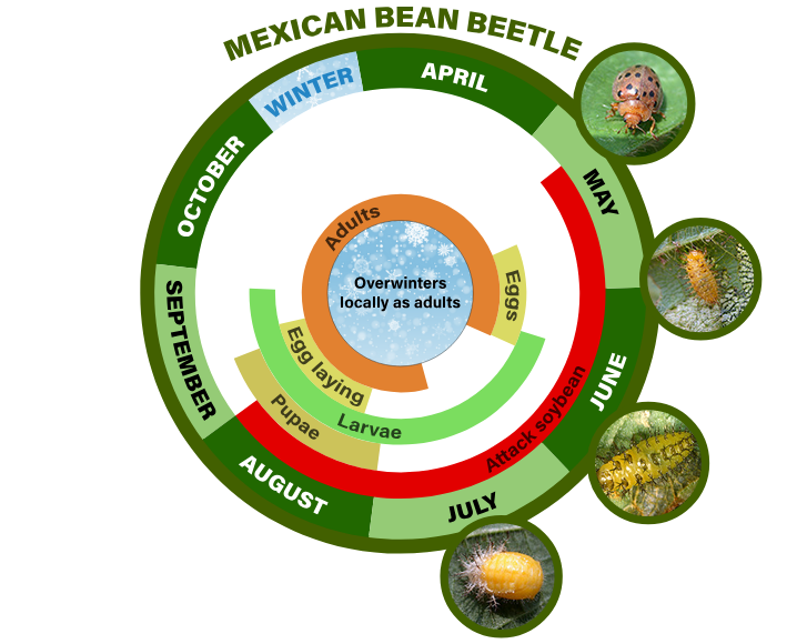 mexican bean beetle life cycle