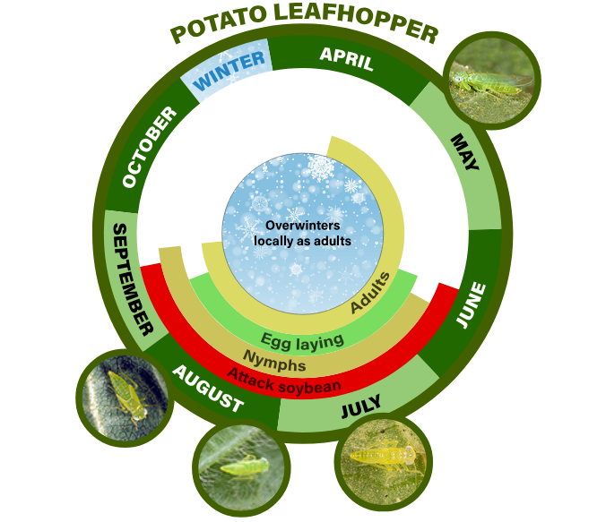 potato leafhopper life cycle