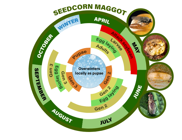 seedcorn maggot life cycle