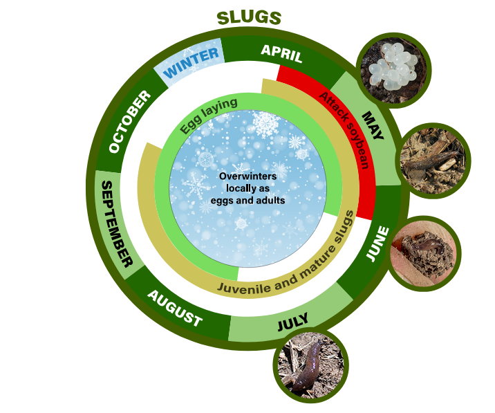 slug life cycle