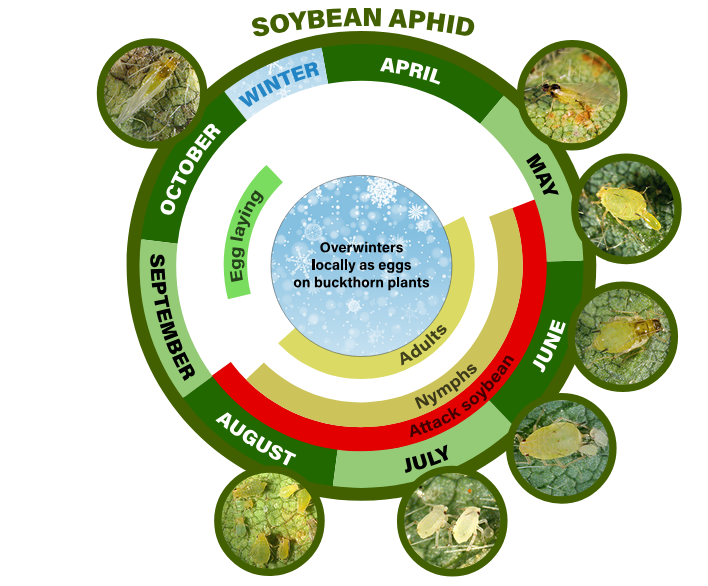 soybean aphid life cycle