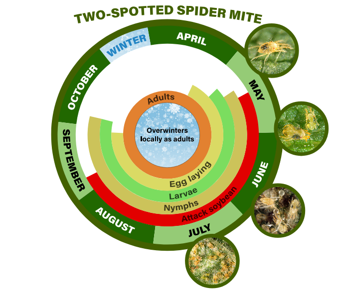 two spotted spider mite life cycle