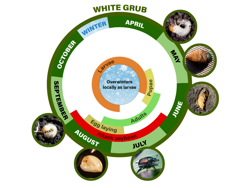 white grub life cycle