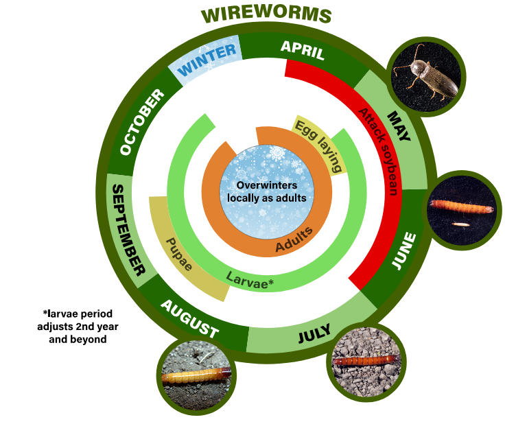 wireworm life cycle