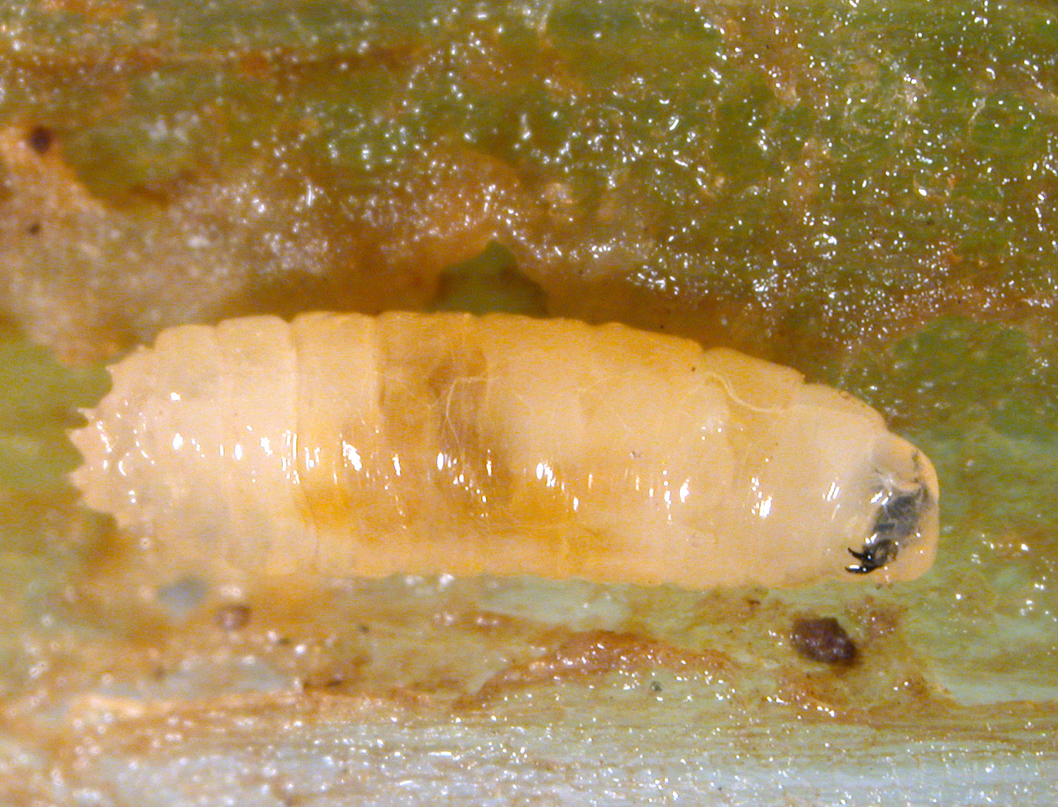 seedcorn maggot