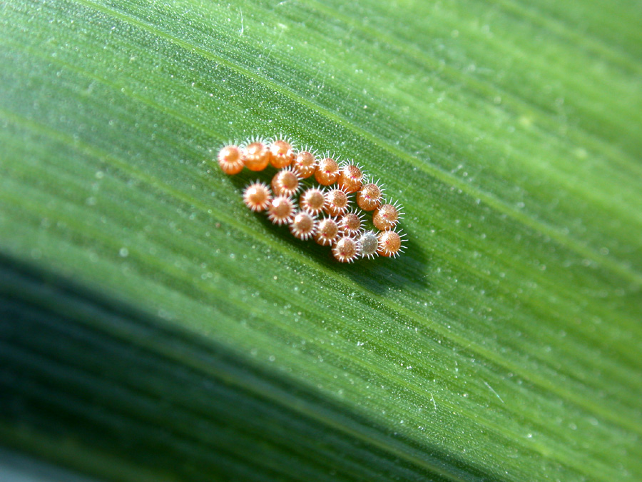 Stink bugs: A practical guide for exporters and shippers - Wallenius  Wilhelmsen