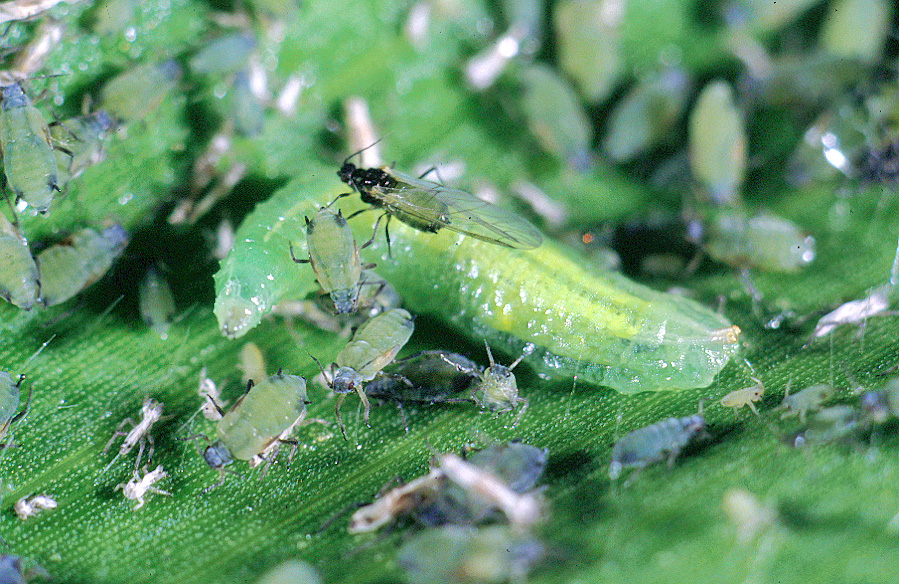 Syrphid larva preying on corn leaf aphids