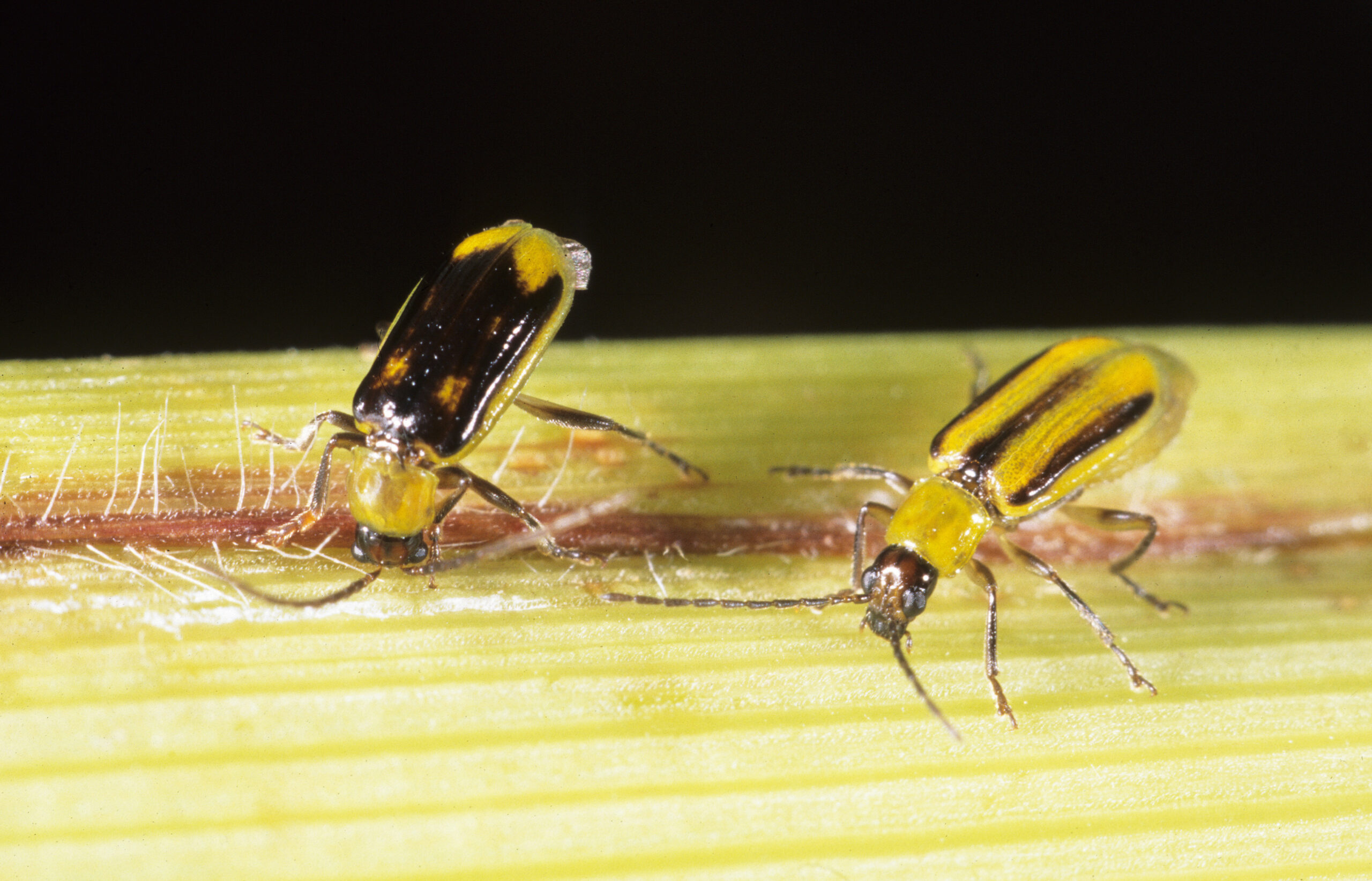 Male and female western corn rootworms on corn