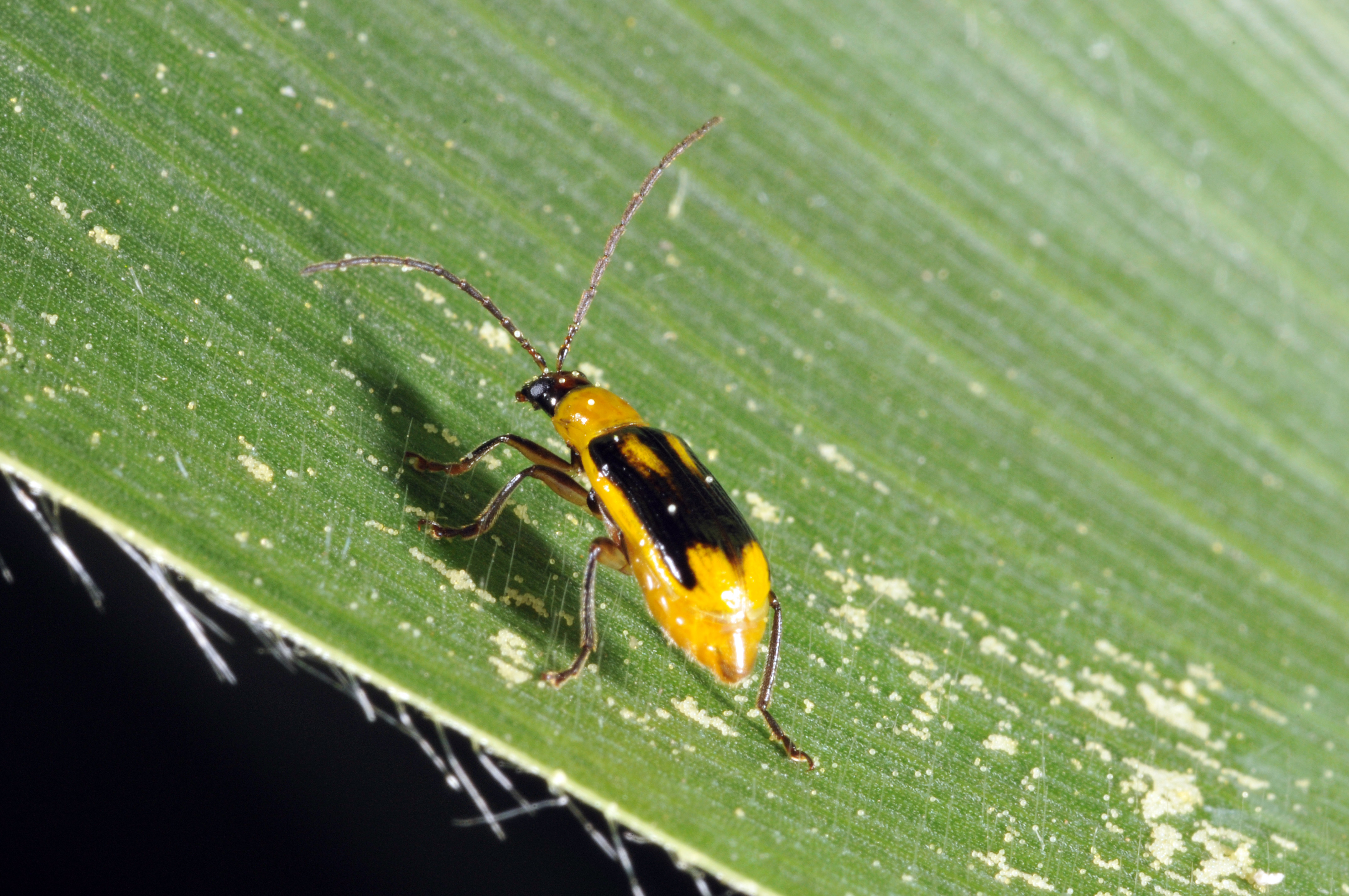 corn rootworm (adult)