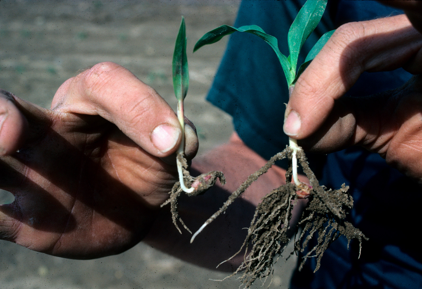 damaged seedlings