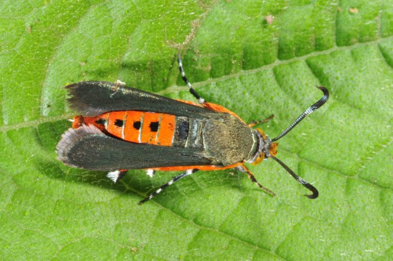squash vine borer on leaf