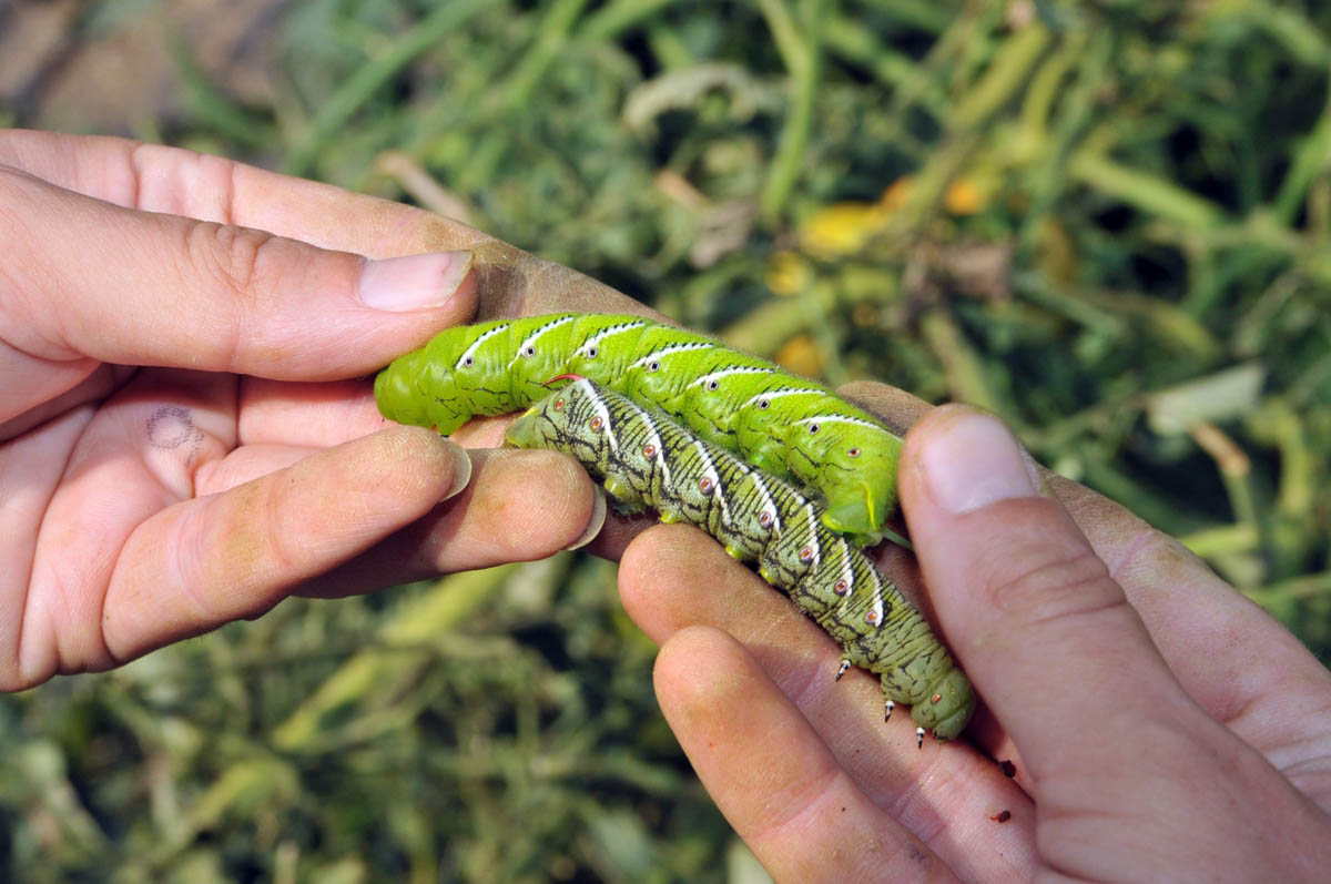 Color variation on hornworms