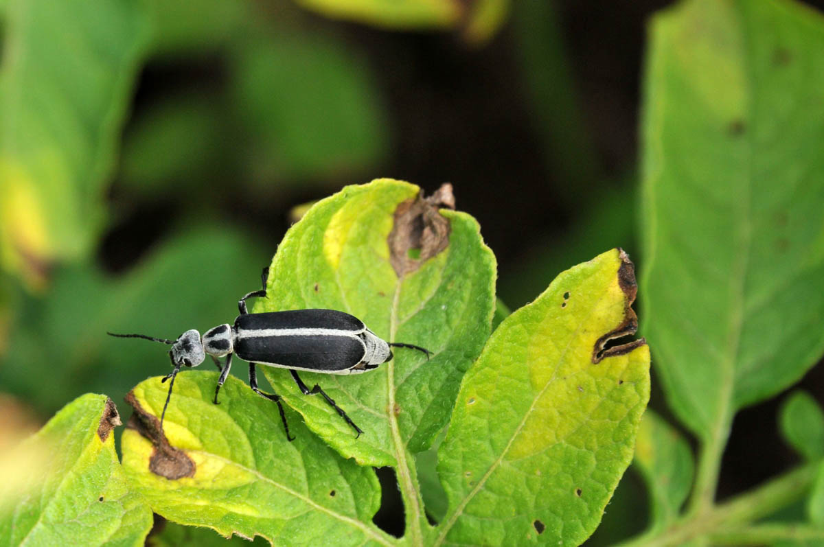 Margined blister beetle on potato leaf (dorsal view)
