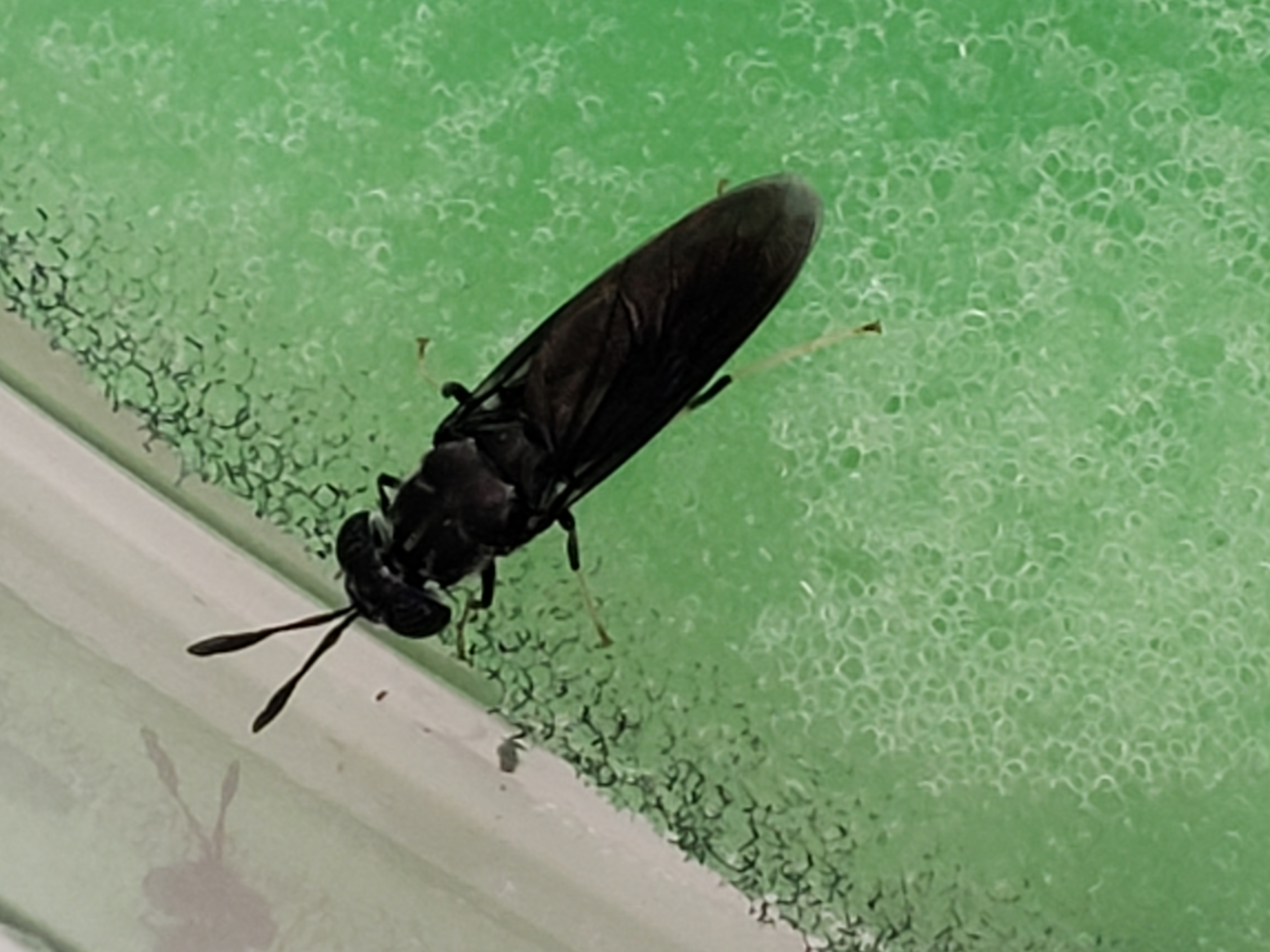 Black soldierfly adult