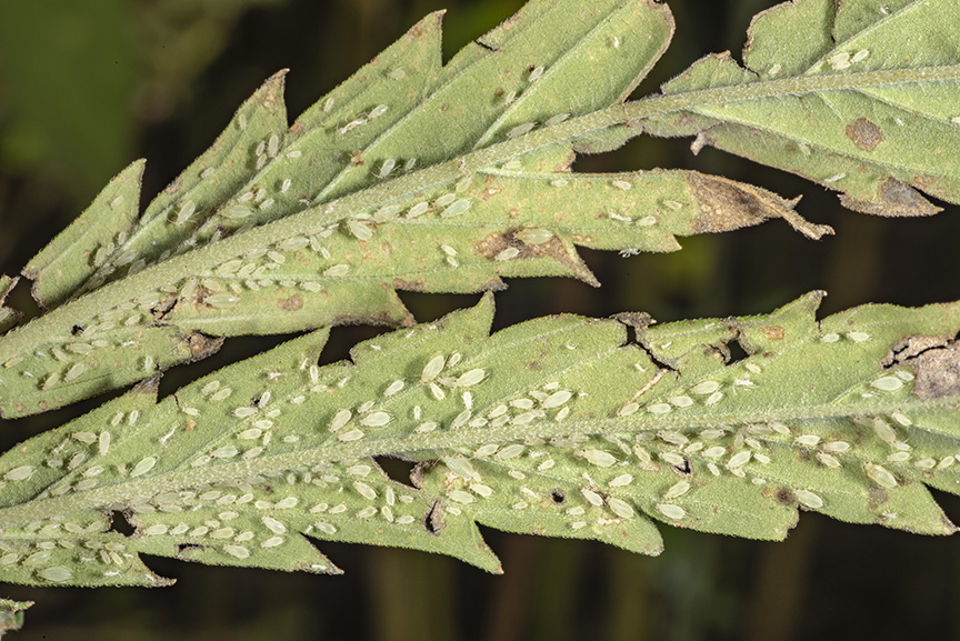 Cannabis aphid underside hemp leaves