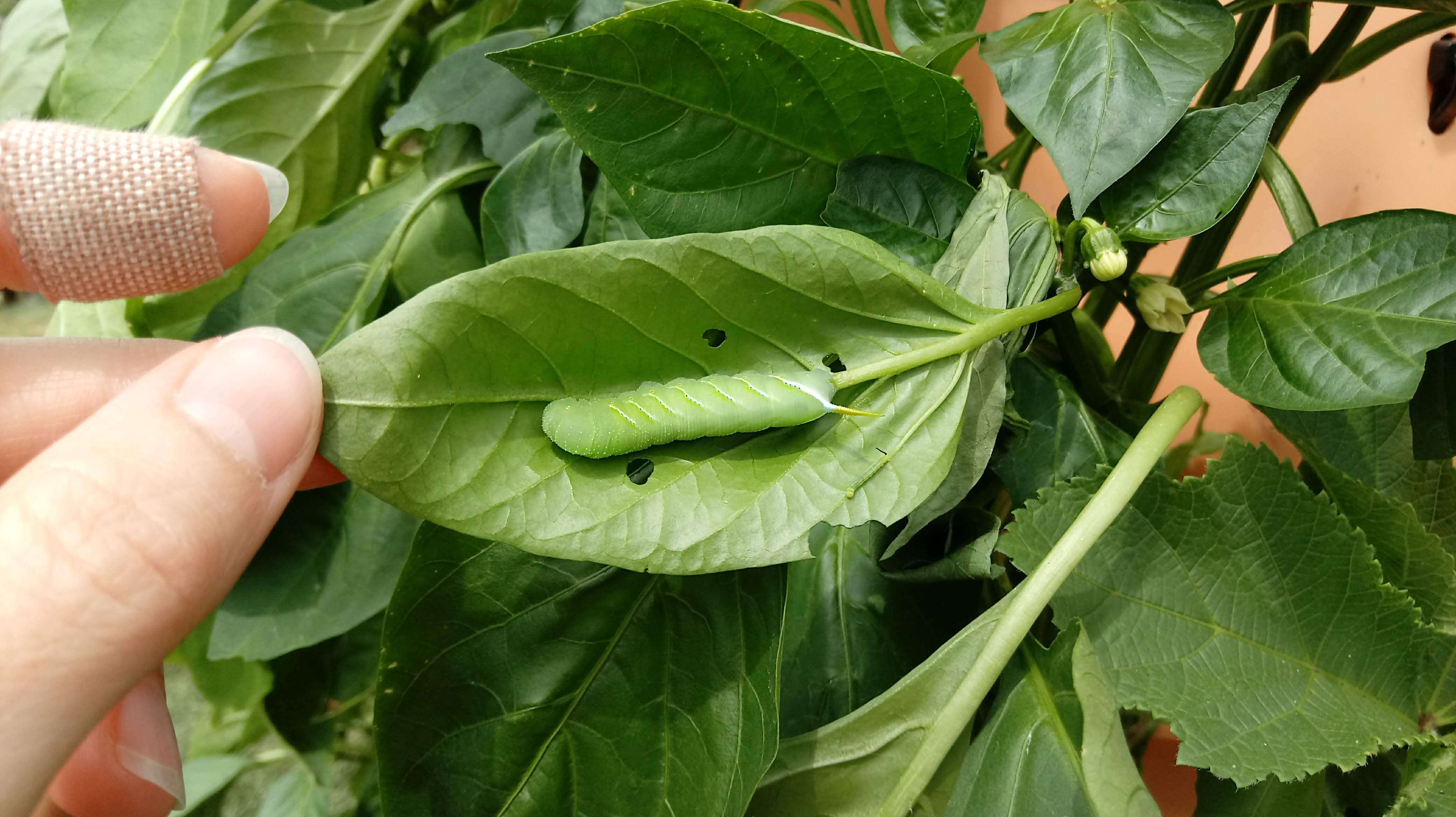 Hornworm on peppers