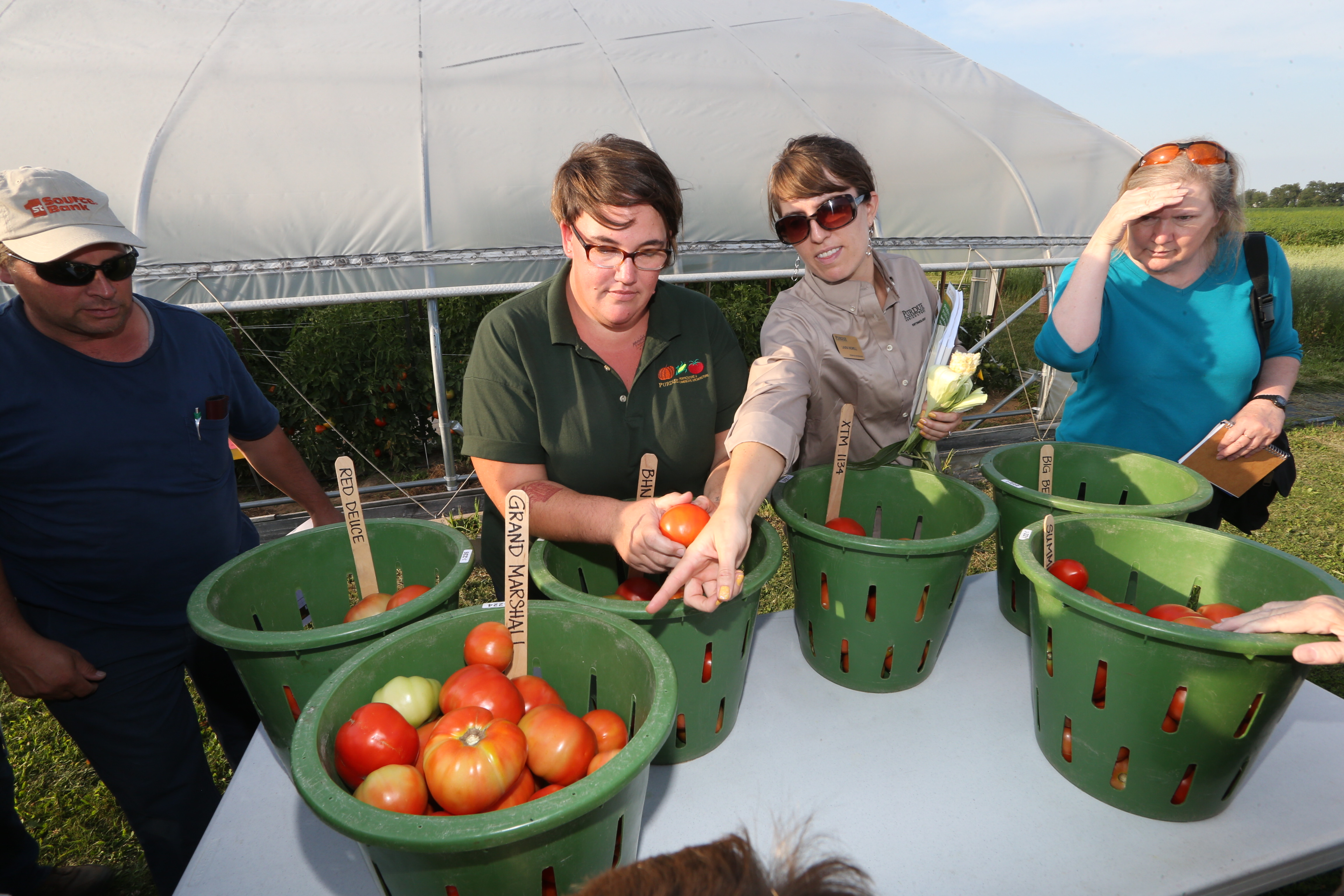 Tomato tasting at a field day