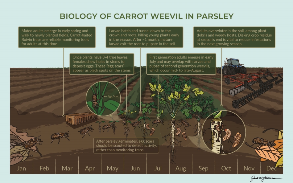 biology of carrot weevil in parsley
