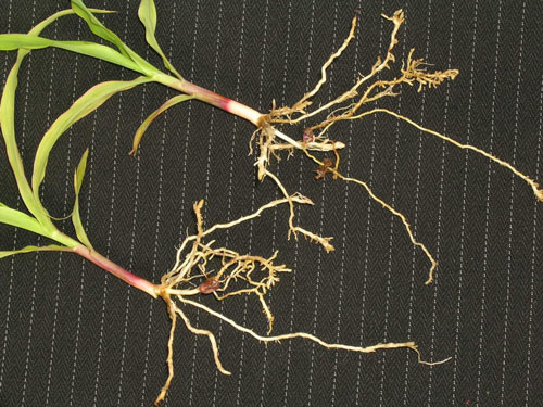 Roots of corn seedlings infested with needle nematode about one month after planting