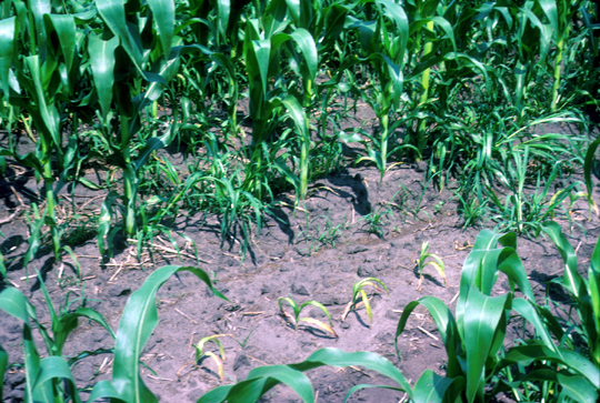  Severe damage of corn caused by needle nematode