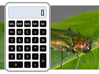 Emerald Ash Borer and a Calculator