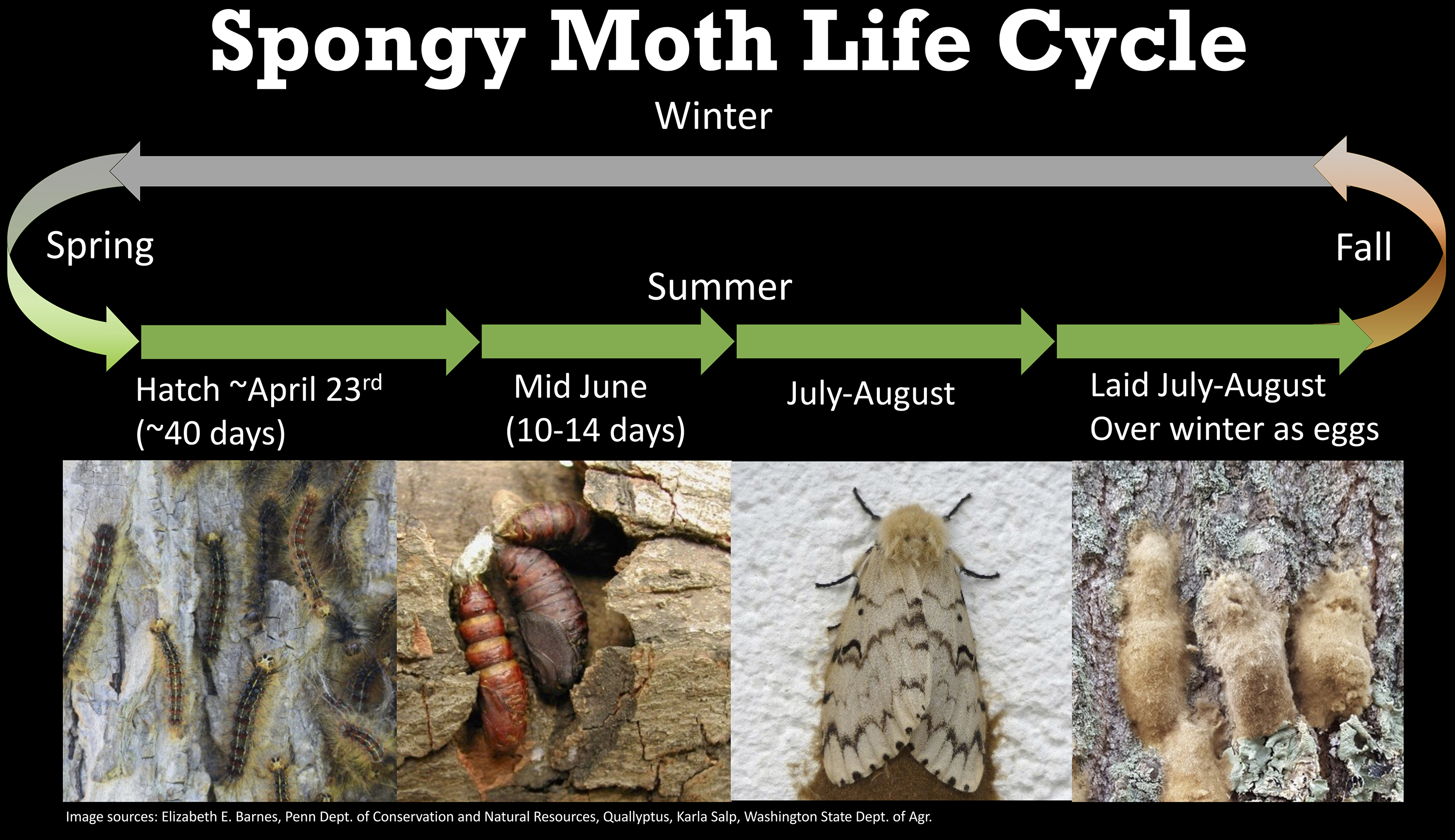 Gypsy Moth Life Cycle