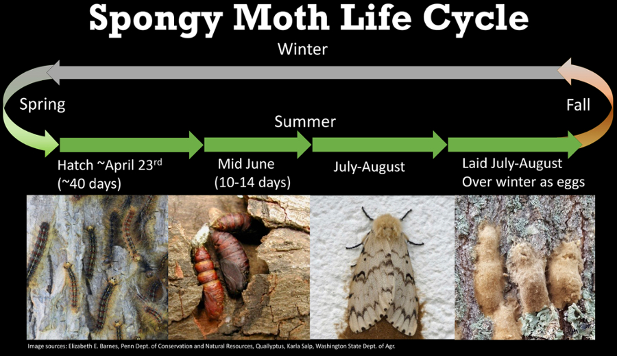 Spongy moth life cycle