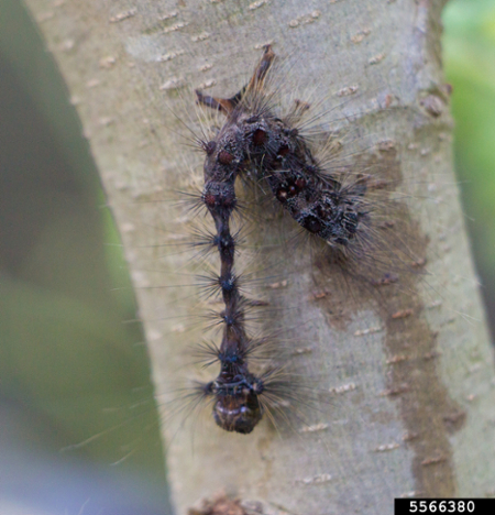 ldmnpv caterpillar