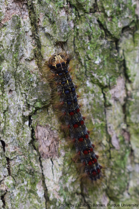 caterpillar