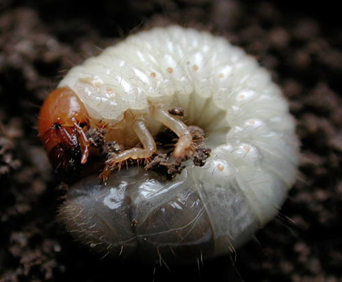 White Grub