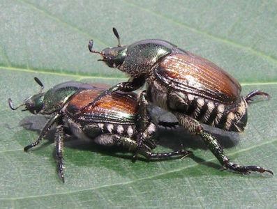 Japanese Beetles Thumbnail