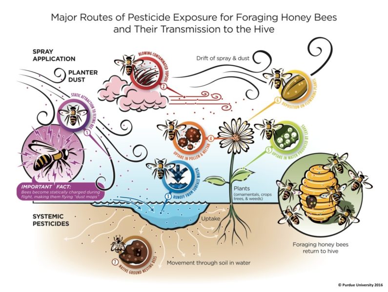 Protecting Pollinators at Home Thumbnail