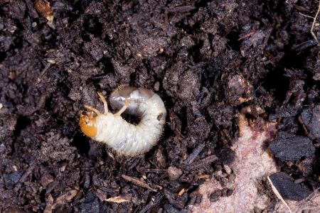  Managing Soil Insects: White Grubs