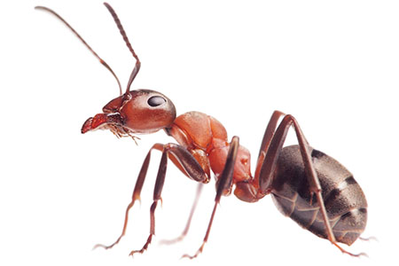  Introduction to Urban and Industrial Pest Management