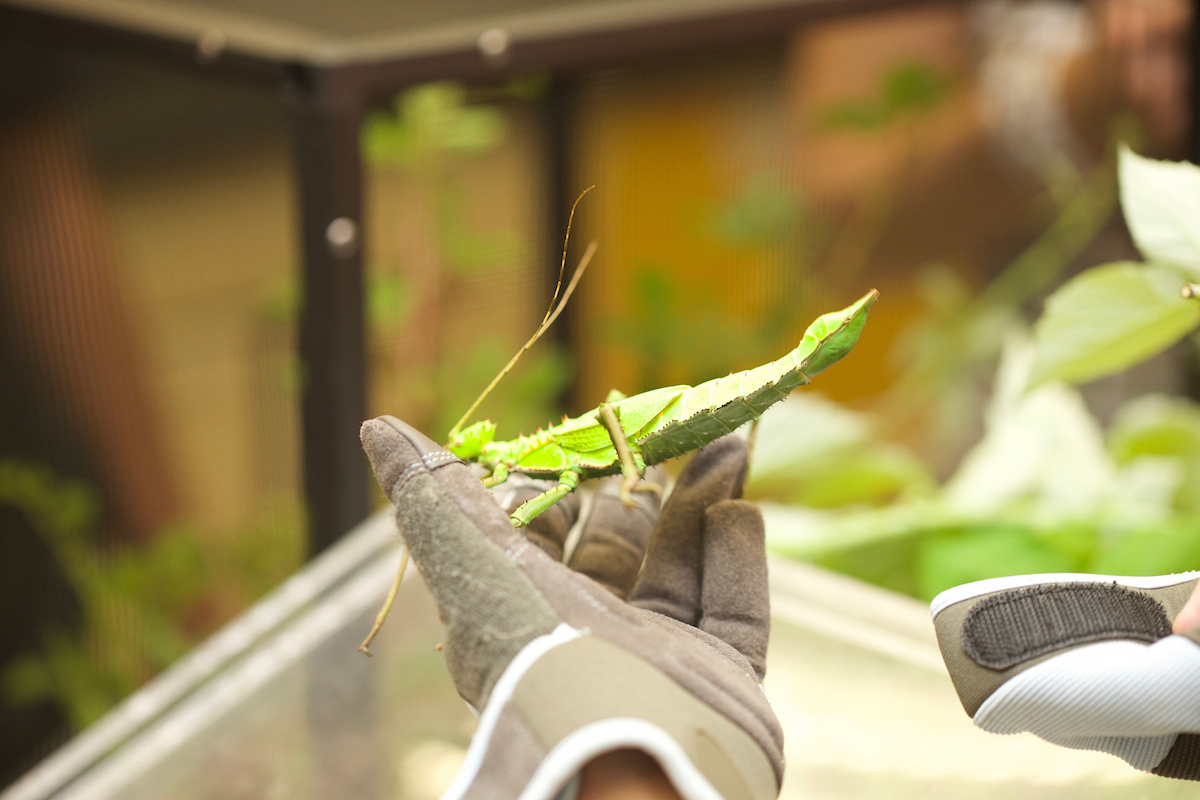 bug barn grasshopper