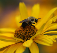 Arthropod Molecular Genetics and Genomics
