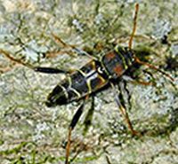 Environmental and Evolutionary Entomology