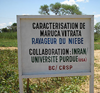 International Cooperation and Development